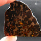 Large Sericho Meteorite Pallasite Olivine Slice From Kenya - 2.8" - 20.07 Grams