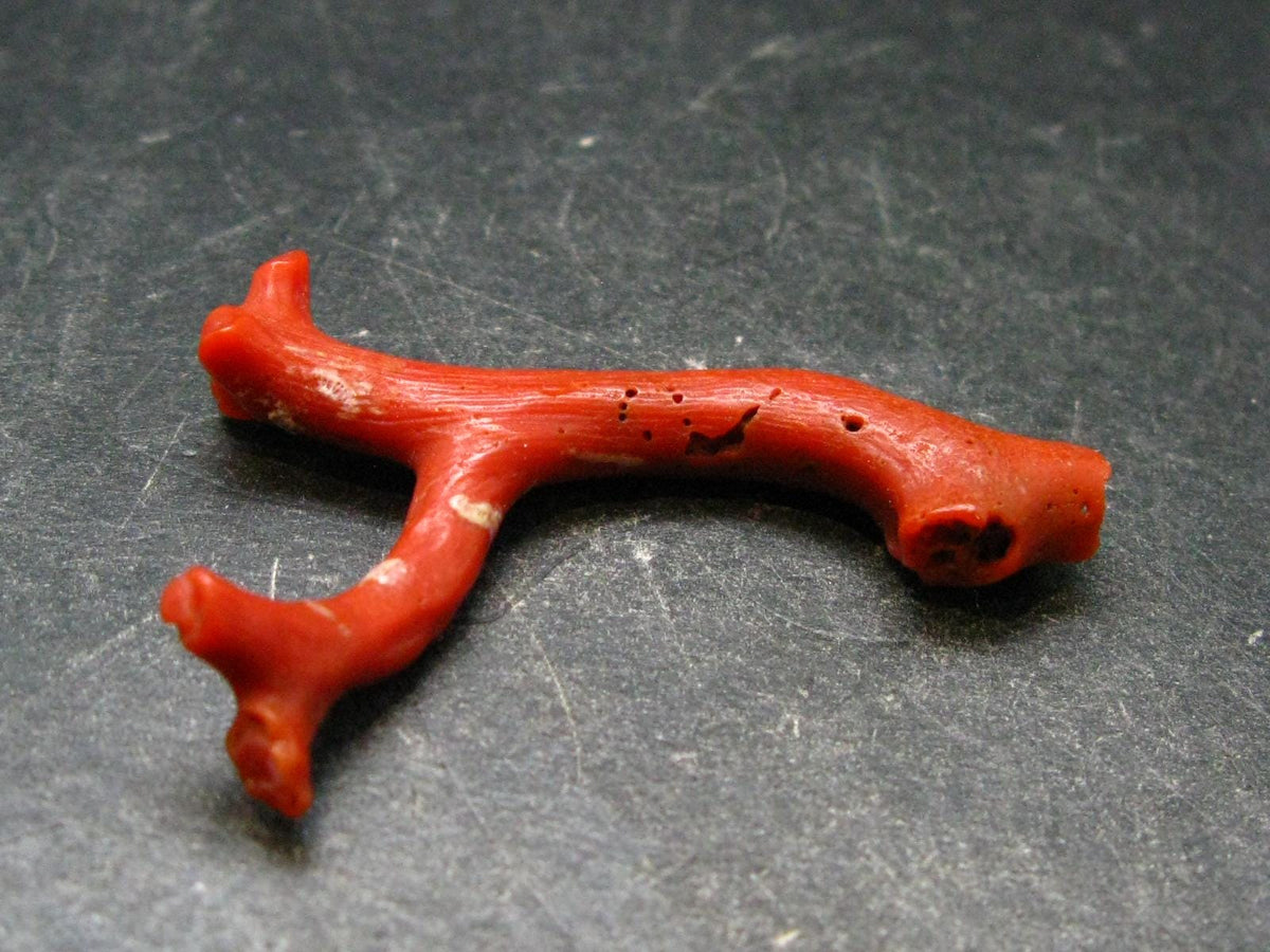 Rare Natural Red Coral From Italy - 1.6" - 3.27 Grams