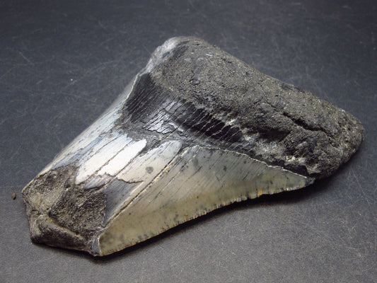 HUGE Megalodon Shark Tooth 7 MYO From S. Carolina USA - 3.9"