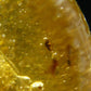 Insects in Amber Piece From Colombia - 12.82 Grams - 2.1"