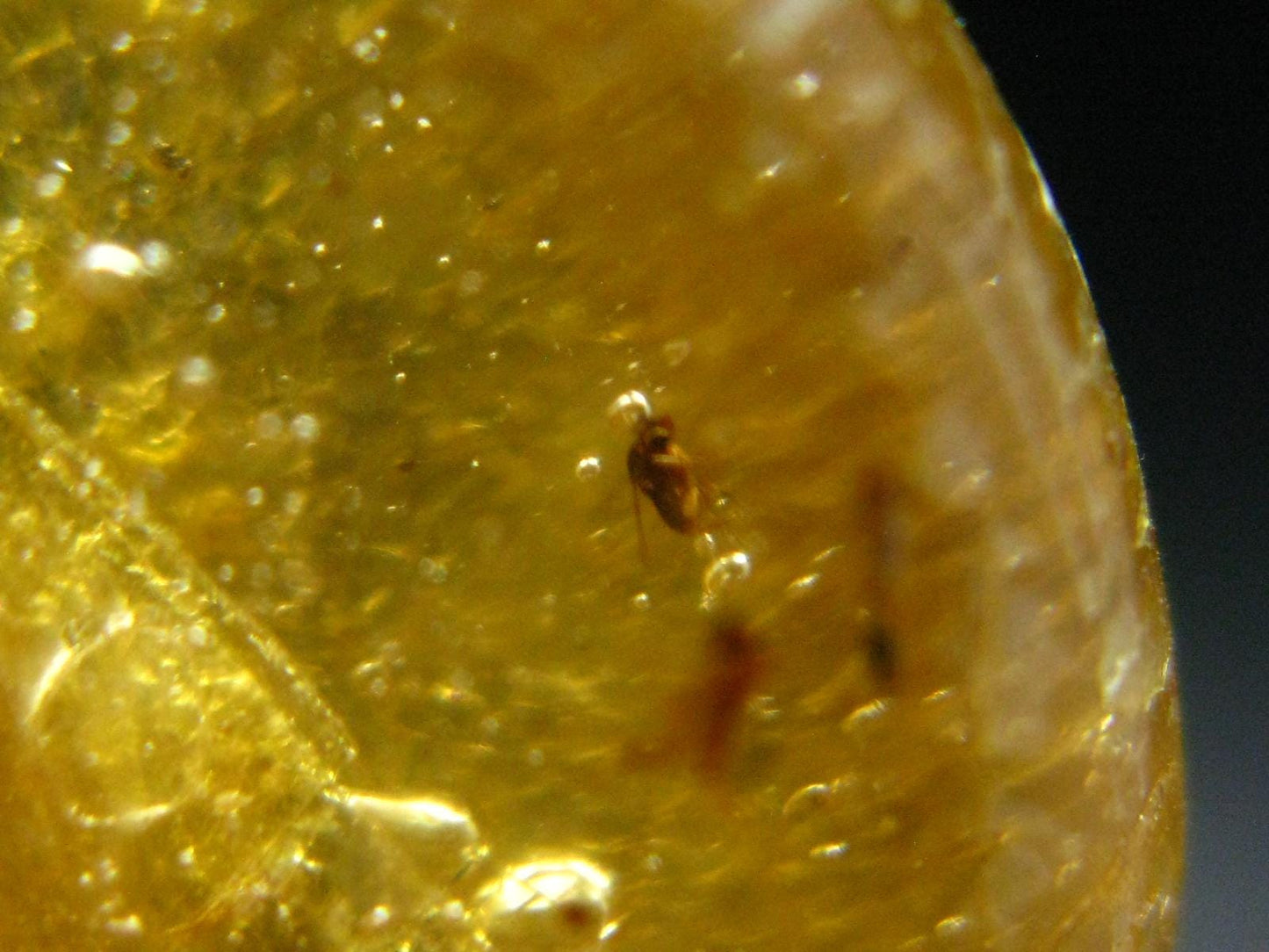 Insects in Amber Piece From Colombia - 12.82 Grams - 2.1"