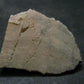 Phenakite Phenacite Polished Slice From Brazil - 17.0 Grams - 1.4"