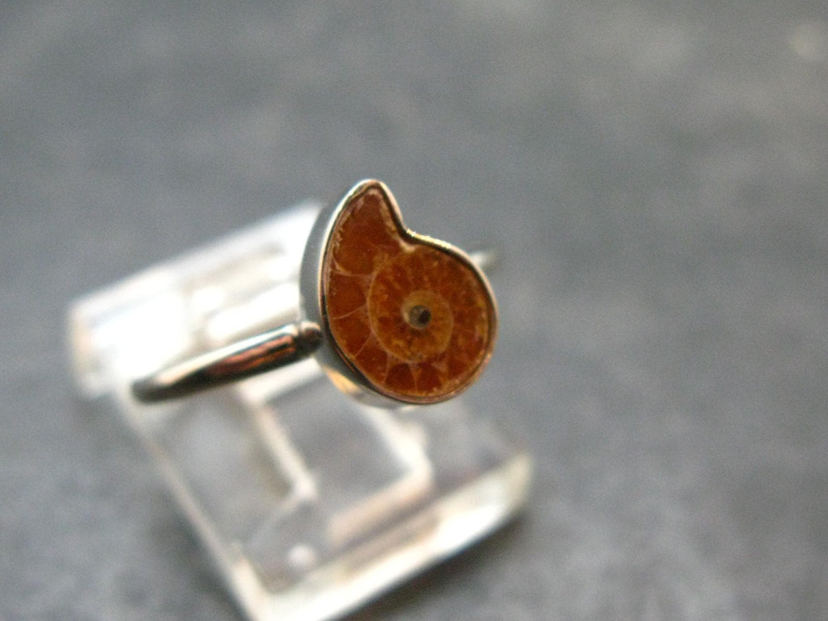 Natural Whole Polished Agatized Ammonite Cleoniceras Sterling Silver Ring from Madagascar - 1.88 Grams - Size 5