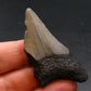 Megalodon Shark Tooth 7 MYO From S. Carolina USA - 1.9"