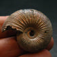 Pyritized Ammonite Fossil From Russia 150 MYO - 1.2" - 13.24 Grams