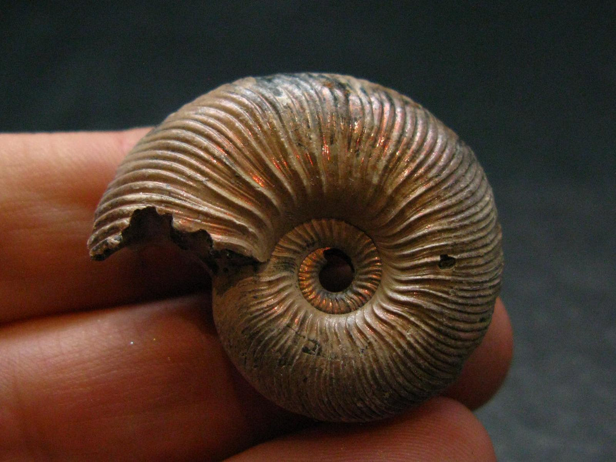 Pyritized Ammonite Fossil From Russia 150 MYO - 1.2" - 13.24 Grams