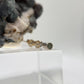 Alexandrite Stud Earrings Color Change Gemstone Silver June Birthstone Minimal Jewelry