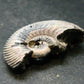 Pyritized Ammonite Fossil From Russia 150 MYO - 1.3" - 12.15 Grams
