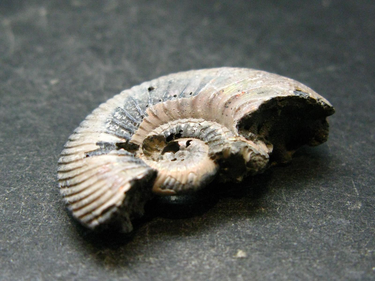 Pyritized Ammonite Fossil From Russia 150 MYO - 1.3" - 12.15 Grams