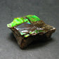 Ammolite Ammollite Fossil From Alberta Canada - 1.0" - 5.93 Grams