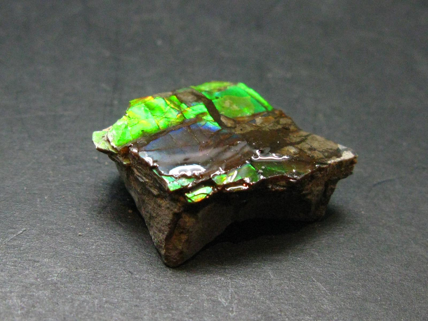 Ammolite Ammollite Fossil From Alberta Canada - 1.0" - 5.93 Grams