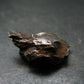 Sikhote Alin Meteorite From Russia - 14.89 Grams - 1.1"