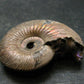 Pyritized Ammonite Fossil From Russia 150 MYO - 1.2" - 13.24 Grams