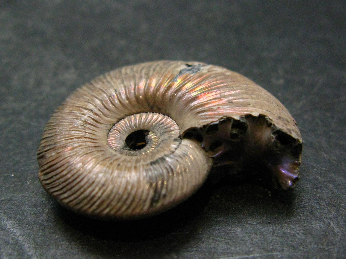Pyritized Ammonite Fossil From Russia 150 MYO - 1.2" - 13.24 Grams