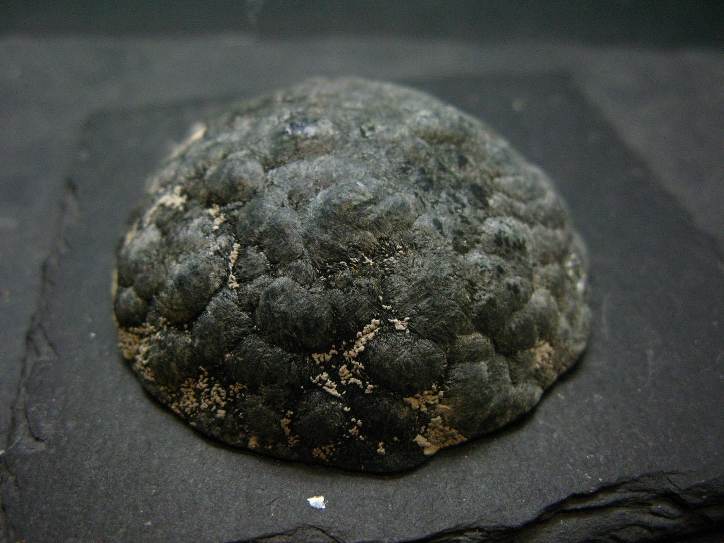 Nice Polished Seraphinite Clinochlore Stalactite Crystal From Russia - 2.4"