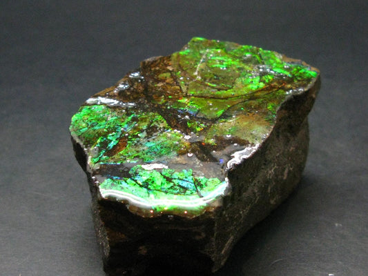 Ammolite Ammollite Fossil From Alberta Canada - 2.3" - 128.94 Grams