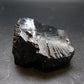 Elite Shungite Raw Piece from Russia - 2.3" - 81.56 Grams
