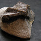 Staurolite Crystal from Russia - 1.6" - 37.13 Grams