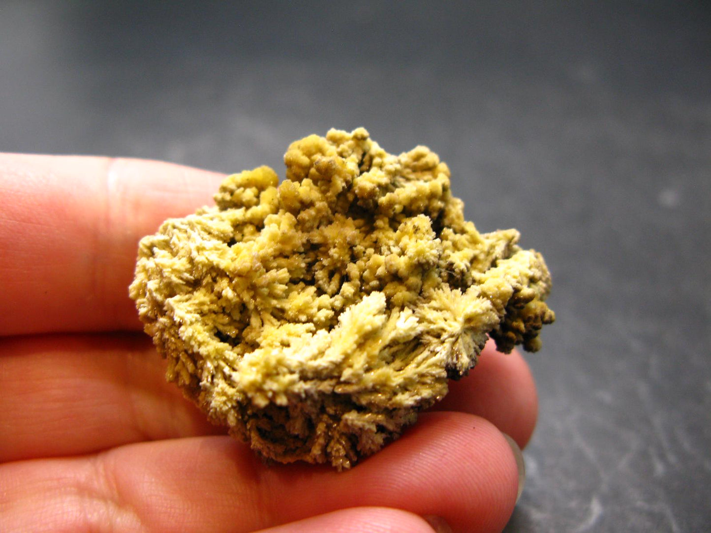 Nice Large Yellow Mimetite Cluster from Mexico - 1.5"