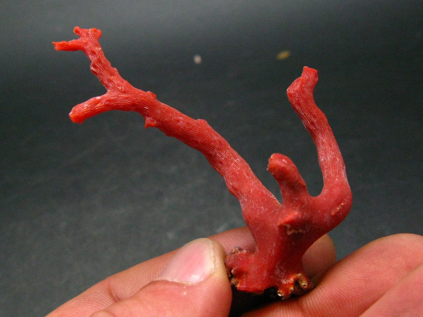 Rare Natural Red Coral From China Sea - 2.8" - 8.8 Grams