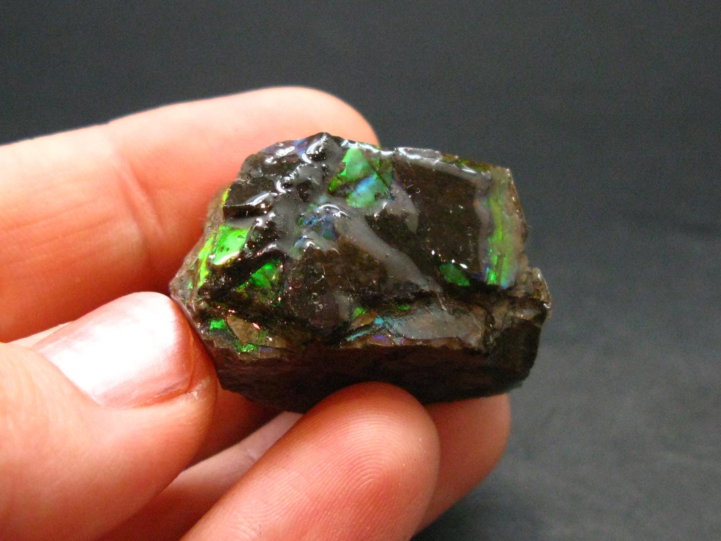 Ammolite Ammollite Fossil From Alberta Canada - 1.1" - 16.24 Grams