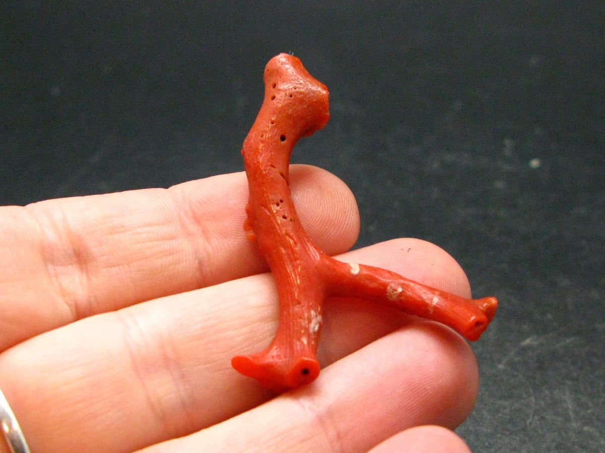 Rare Natural Red Coral From Italy - 1.6" - 3.27 Grams