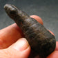 Rare Prophecy Stone Limonite after Pyrite From Egypt - 2.1" - 32.77 Grams