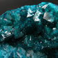 Stunning Dioptase cluster from Congo - 3.5"