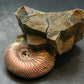 Pyritized Ammonite Fossil On Pyrite Matrix From Russia 150 MYO - 2.2" - 133.61 Grams