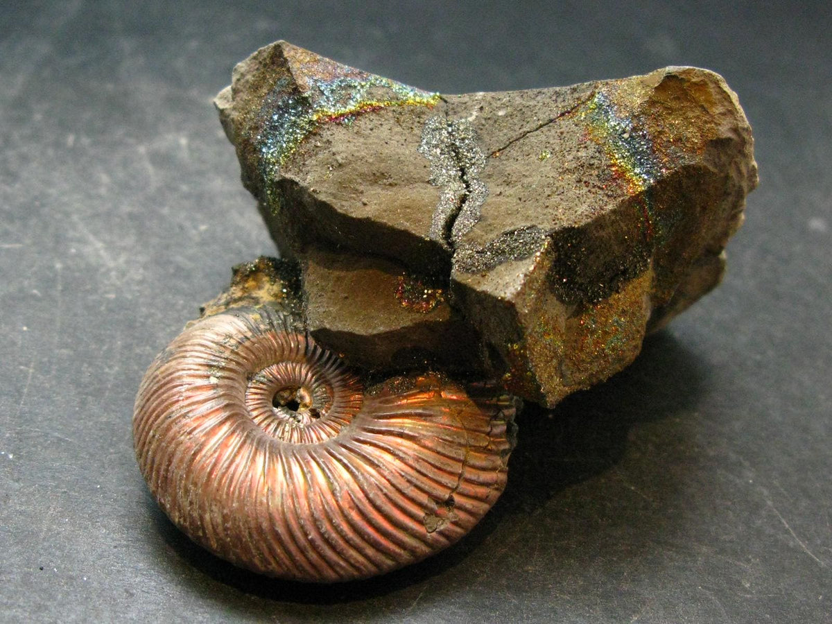 Pyritized Ammonite Fossil On Pyrite Matrix From Russia 150 MYO - 2.2" - 133.61 Grams