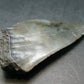 Megalodon Shark Tooth 7 MYO From S. Carolina USA - 1.8"