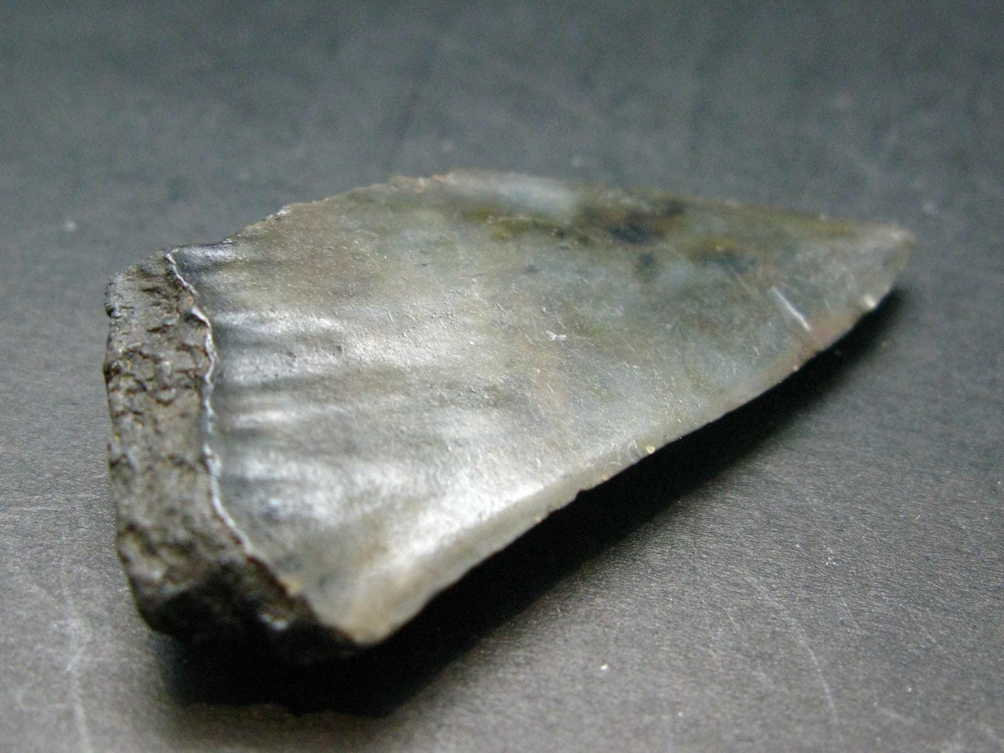 Megalodon Shark Tooth 7 MYO From S. Carolina USA - 1.8"