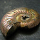 Pyritized Ammonite Fossil From Russia 150 MYO - 1.4" - 14.70 Grams