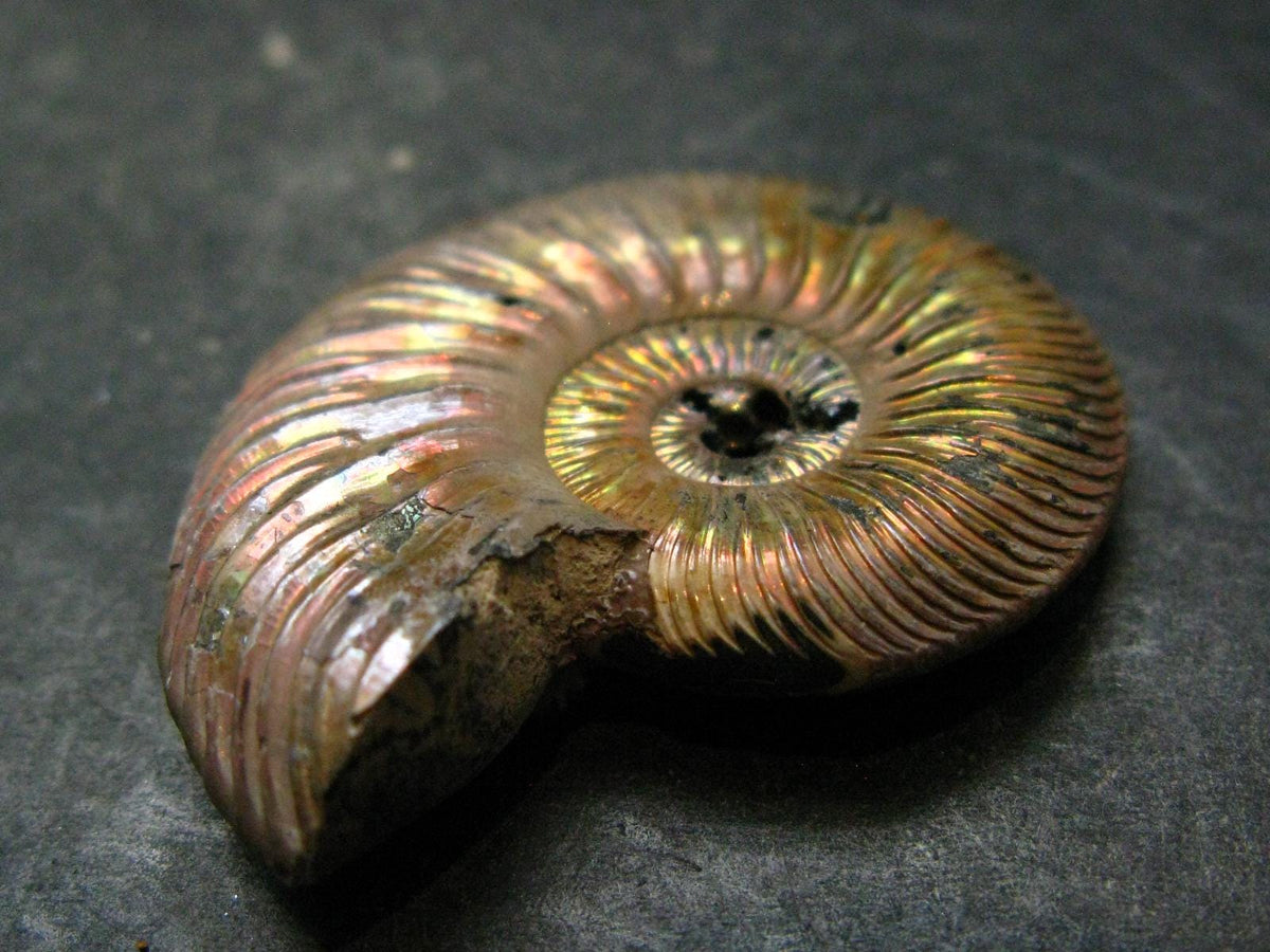 Pyritized Ammonite Fossil From Russia 150 MYO - 1.4" - 14.70 Grams