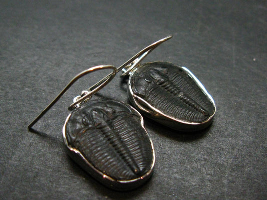 Trilobite Silver Earrings from USA - 1.3" - 4.22 Grams