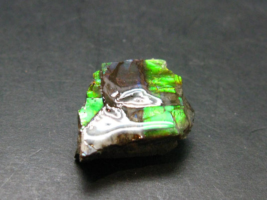Ammolite Ammollite Fossil From Alberta Canada - 1.0" - 5.93 Grams