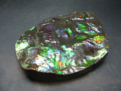 Ammolite Ammollite Fossil From Alberta Canada - 4.1" - 305.1 Grams