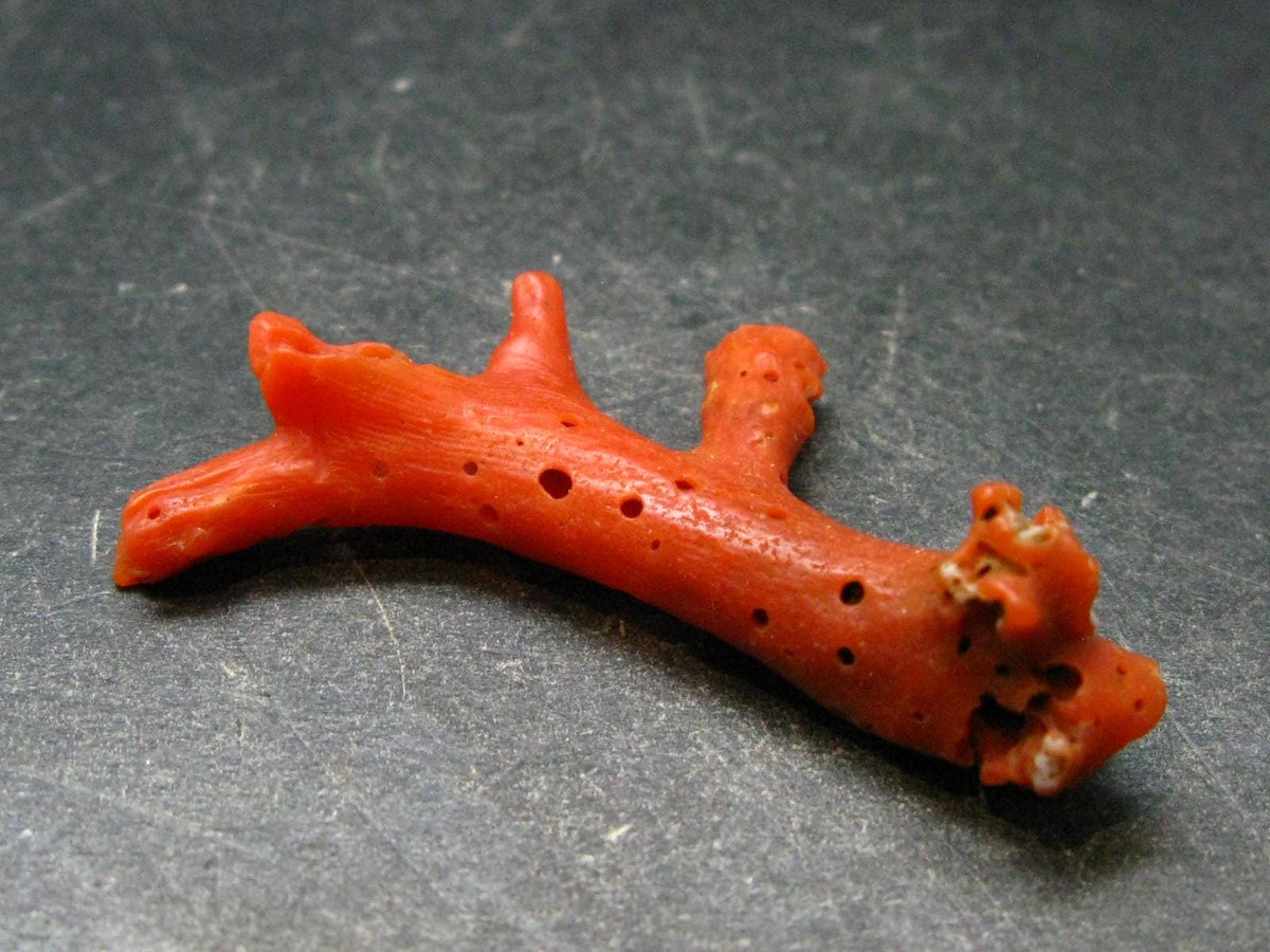 Rare Natural Red Coral From Italy - 1.8" - 2.77 Grams