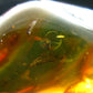 Insects in Amber Piece From Baltic Sea - 4.22 Grams - 1.5"