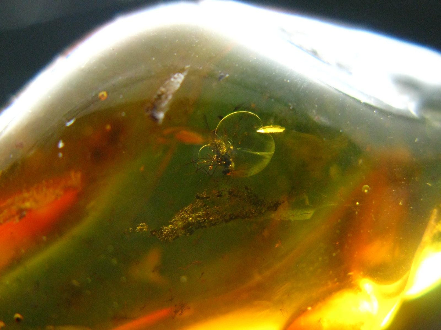 Insects in Amber Piece From Baltic Sea - 4.22 Grams - 1.5"