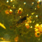 Insects in Amber Piece From Baltic Sea - 6.46 Grams - 1.7"