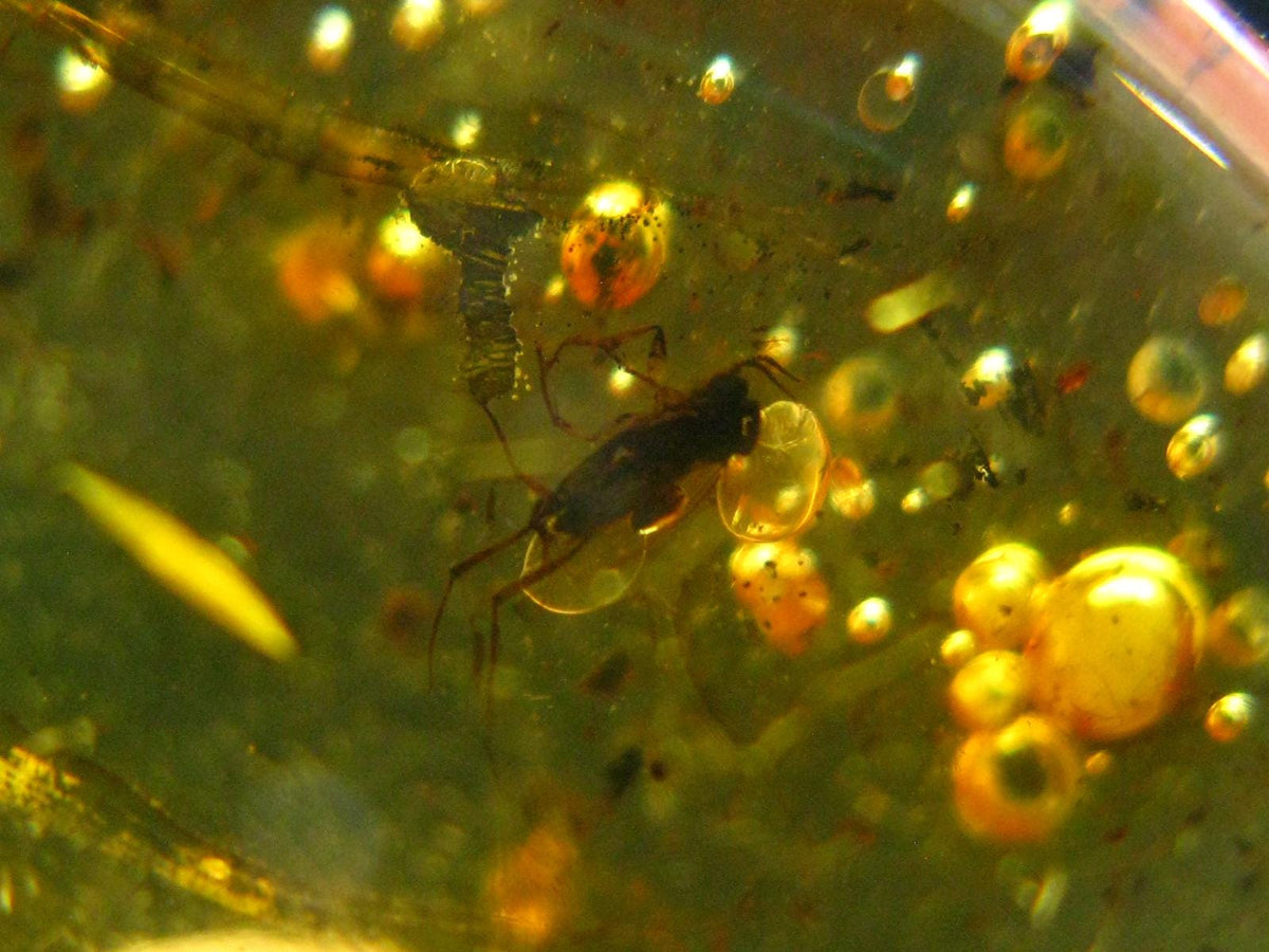 Insects in Amber Piece From Baltic Sea - 6.46 Grams - 1.7"