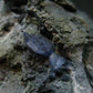 Benitoite and Neptunite on Natrolite Cluster From California - 3.5" - 50.05 Grams