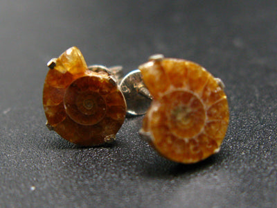 Cute Small Natural Polished Agatized Ammonite Cleoniceras Stud Earrings In Sterling Silver from Madagascar - 0.6"