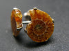 Cute Small Natural Polished Agatized Ammonite Cleoniceras Stud Earrings In Sterling Silver from Madagascar - 0.6"