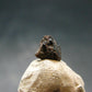 Rare Painite Crystal From Myanmar - 1.50 Carats
