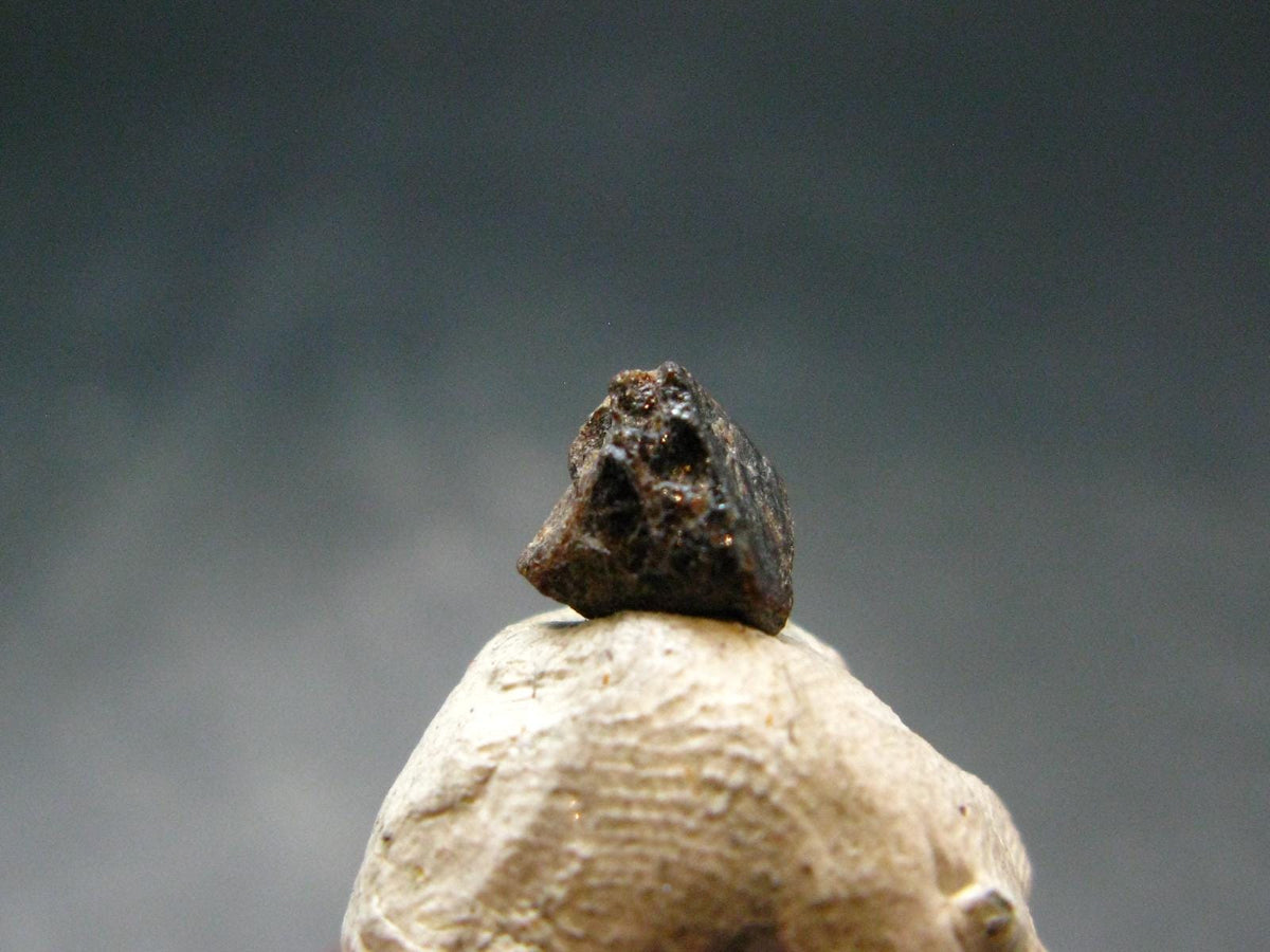 Rare Painite Crystal From Myanmar - 1.50 Carats