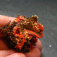 Rare Orange Crocoite Cluster From Australia - 1.1"- 13.35 Grams