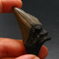 Megalodon Shark Tooth 7 MYO From S. Carolina USA - 1.9"