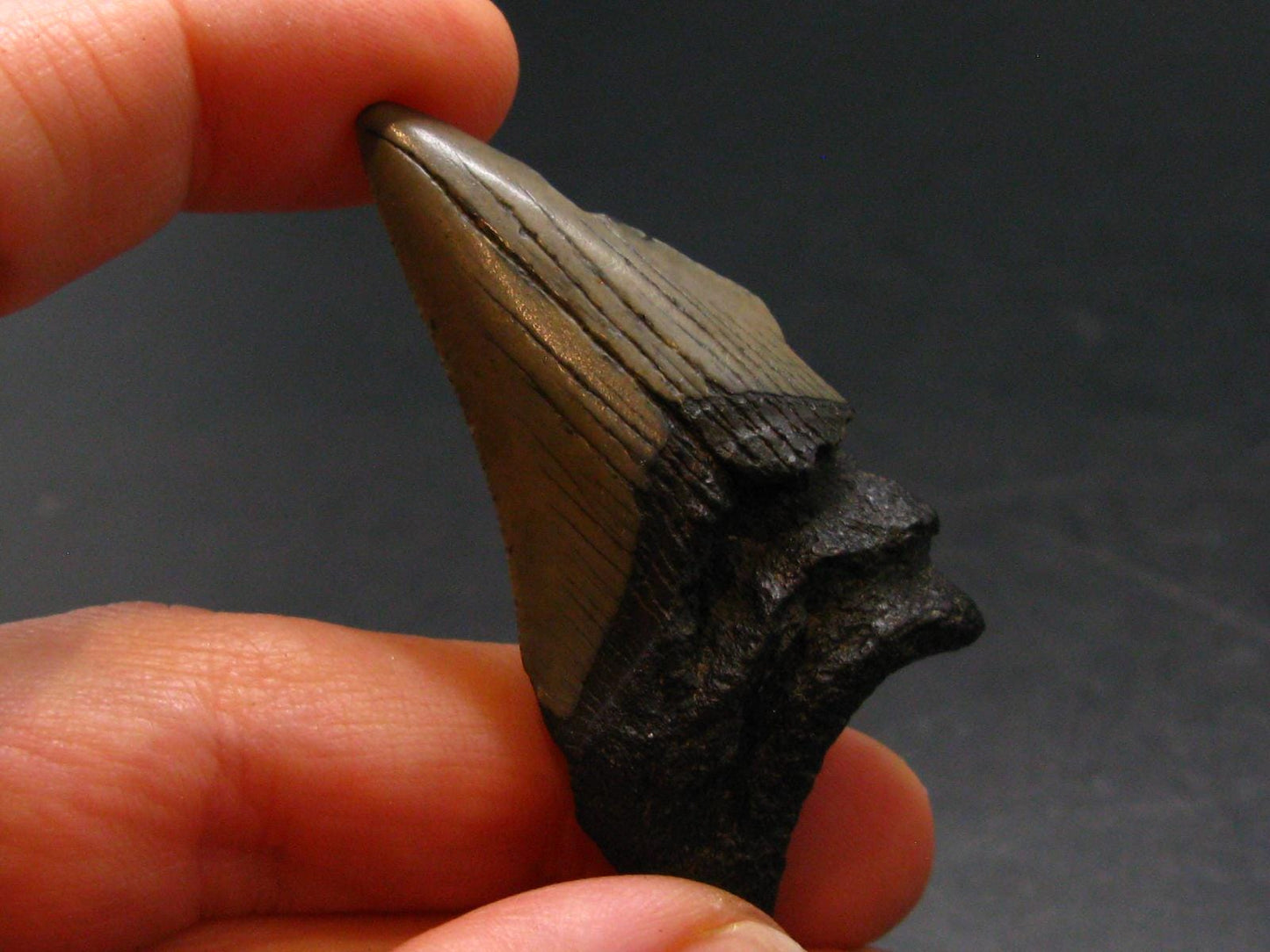 Megalodon Shark Tooth 7 MYO From S. Carolina USA - 1.9"